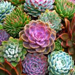 closeup-of-various-coloured-rosettes-of-the-tender-perennial