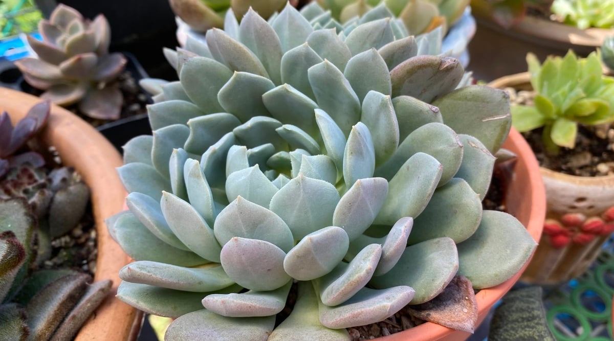 A close-up of Echeveria ‘Orion’ reveals its plump, pale green leaves arranged in a tight, symmetrical rosette.