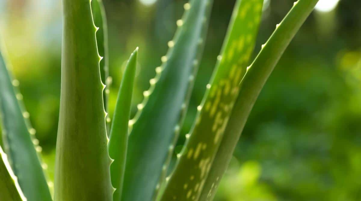 Detailed view of aloe vera leaves with distinct characteristics, a sharp contrast to cacti spines.