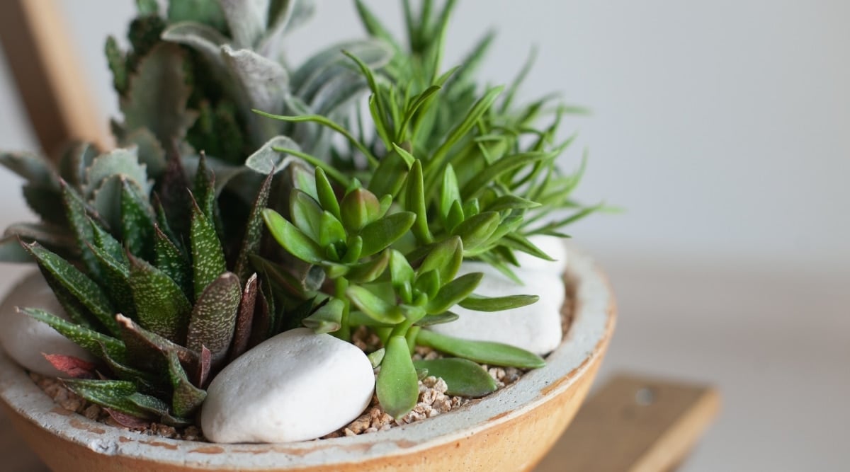 Collection of Succulent Plants in a Terra Cotta Pot