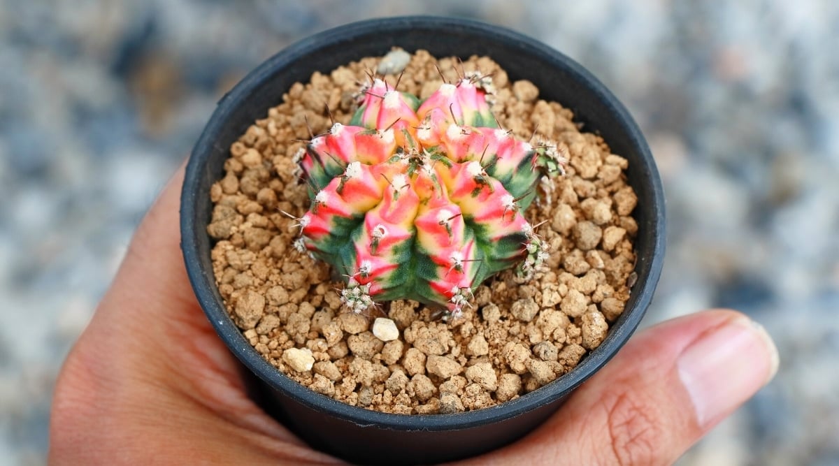 Top view, a hand holds a colorful cactus gymnocalycium mihanovichii variegata in a black plastic pot with akadama soil on a blurred background. The cactus is rounded, plump, fleshy, has 8 convex ribs covered with thorns. The plant is dark green with hints of light pink, yellow and deep pink near the top.