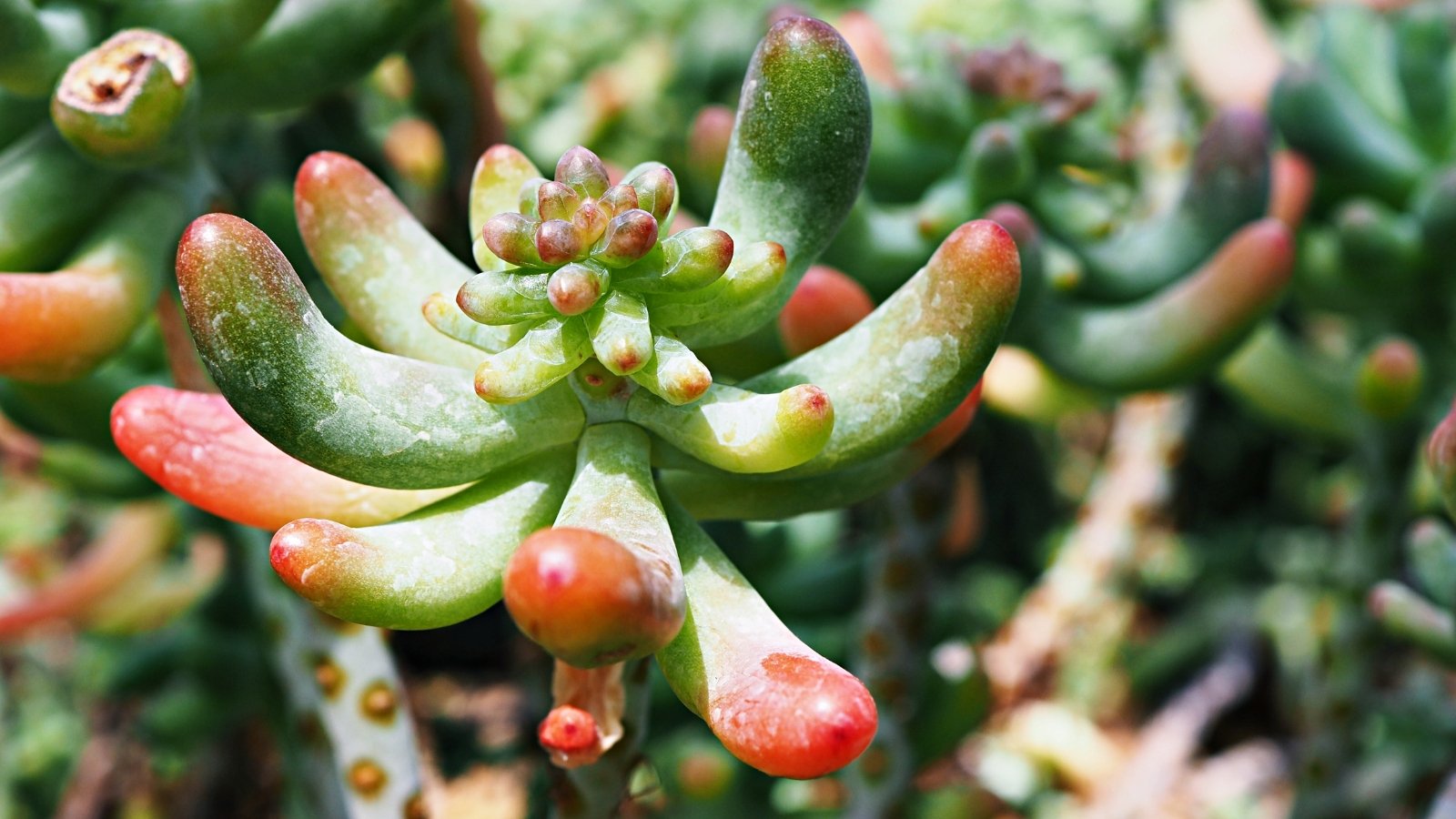 Close up of a plant with red and green, plump, oval shaped leaves and a thick stem.