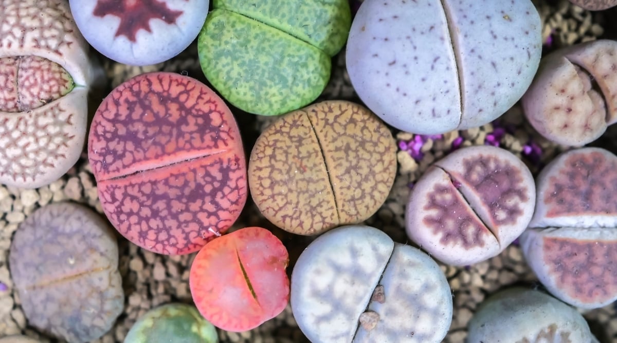 A cluster of vibrant Lithops in a variety of colors. Their smooth, pebble-like surfaces are adorned with intricate markings and patterns that resemble veins or cracks in natural stones. The central fissure of each succulent adds a touch of intrigue to their otherwise mesmerizing forms.