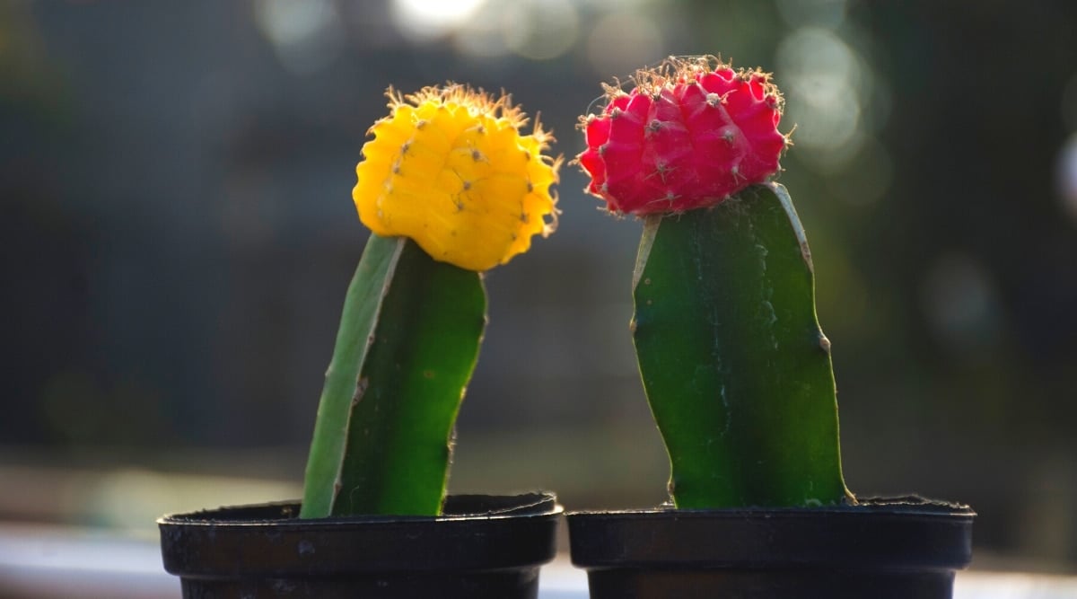 Close-up of two moon cacti in black plastic flower pots outdoors against a blurred background. Cacti have rounded bright yellow and bright red tops covered with thorns. The tops grow on dark green, 4-ribbed Myrtillocactus geometrizans cacti.