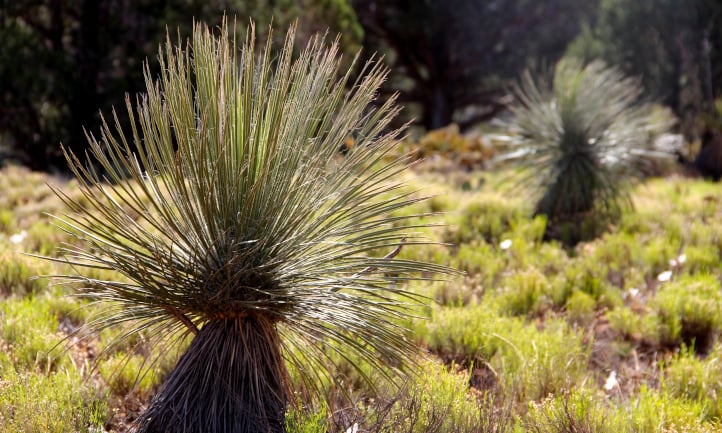 Common sotol surrounded by other native foliage