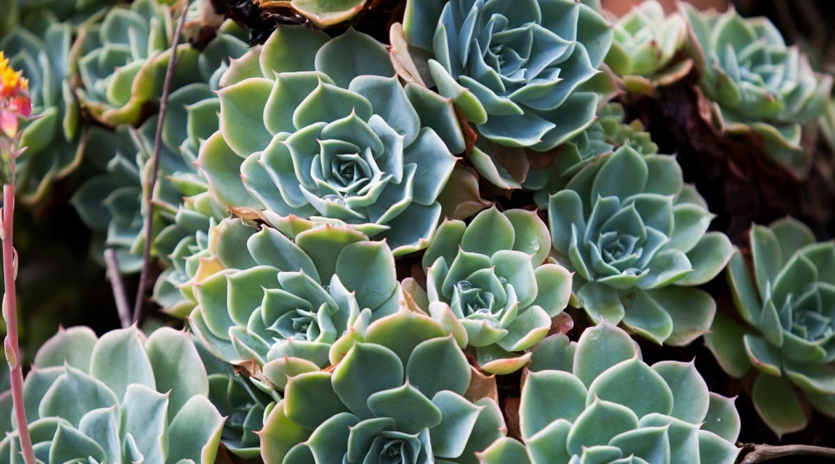 Close-up of Echeveria plants with plump, round, smooth leaves in a light green color and a slightly pointed tip, featuring a unique red tint at the edges.