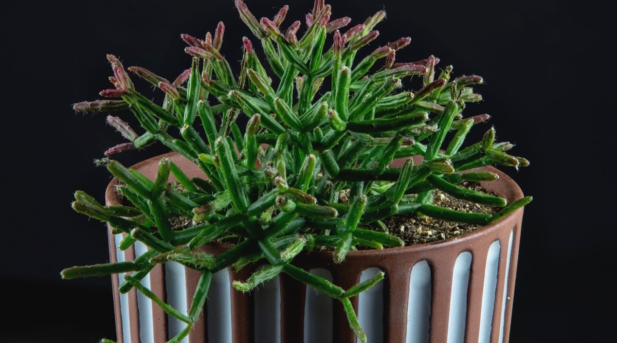 A close-up of Rhipsalis cereuscula in a beautiful decorative blue-brown pot against a black background. The succulent has many cylindrical stems. The leaves are green, thin, reminiscent of pine needles. The tips of some leaves are purplish-pink.