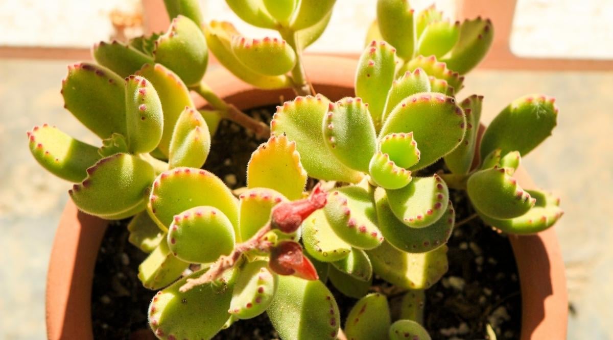 Cotyledon tomentosa