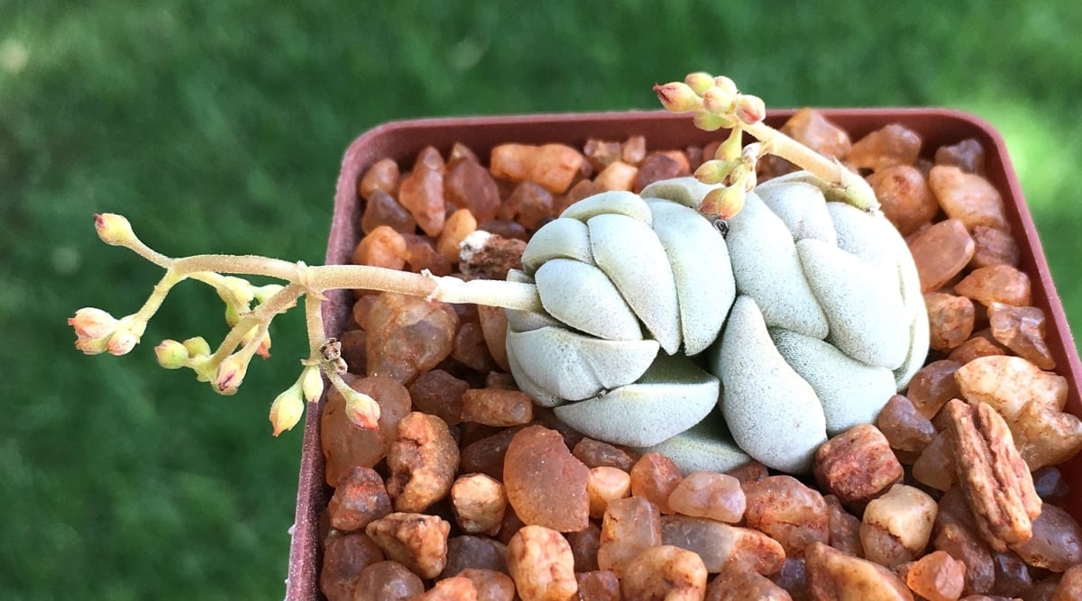 Close-up of a small succulent plant in a square reddish-orange container with thick silvery-green leaves arranged in a rosette shape. Two budding flowers emerging from the plant's stems. Reddish rocks cover the soil in the pot, with blurred green grass in the background.