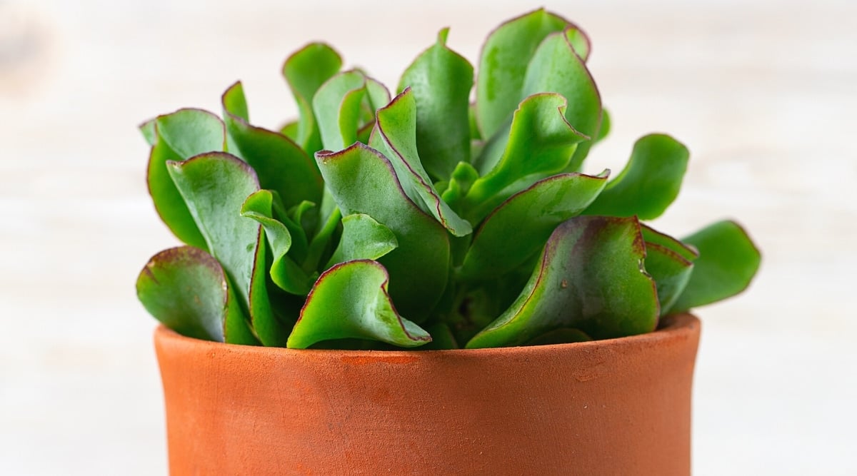 Close-up of a potted Ripple Jade succulent in a red clay pot on a white background. The plant has fleshy, wavy, flat, bright green leaves with a bright red-purple edging.