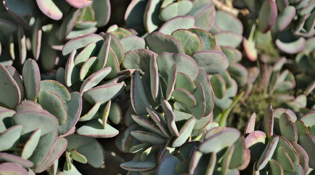 Close-up of a Silver Dollar succulent plant in a sunny garden. The plant has round, smooth, fleshy leaves of a silvery-green color with a reddish edging along the edges.