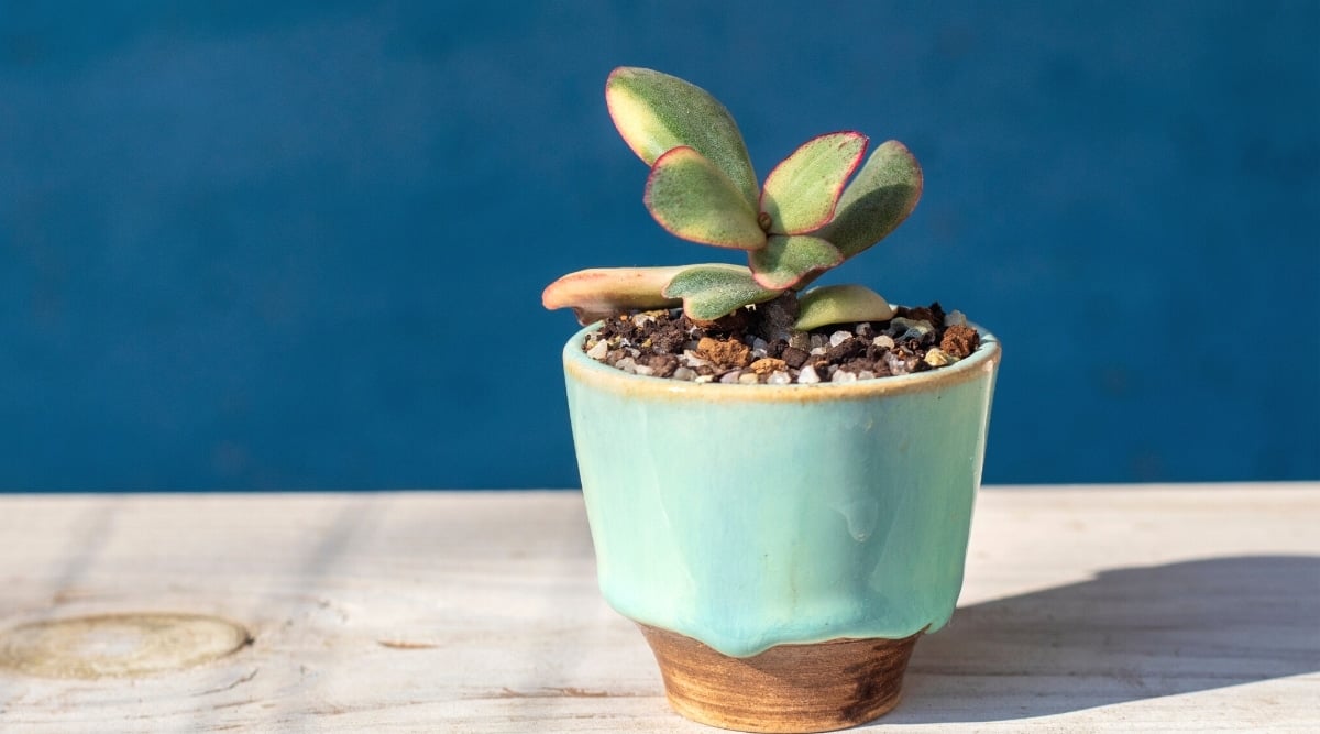 Close-up of a young variegated Jade Plant in a blue ceramic flower pot on a blue background. The plant has thick stems and fleshy oval leaves of green and white variegated color. Bright pink-red edging along the edges of the leaves.