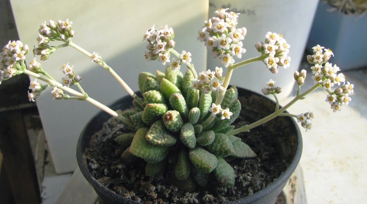 Close-up of a flowering succulent plant in a black flower pot on a windowsill. The plant has a rosette of thick, fleshy, pointed leaves of bright green color with white raised spots. 5 rounded clusters of tiny white 5-petaled flowers with yellow centers, bloom on long, light green stems above the leaves.