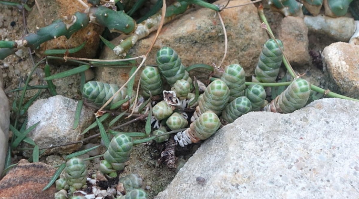 Several Rattlesnake Tail succulent plants growing in the wild among rocks. The vertically-growing plants have green leaves that are angular and overlapping. The small columns resemble rattlesnake tails.