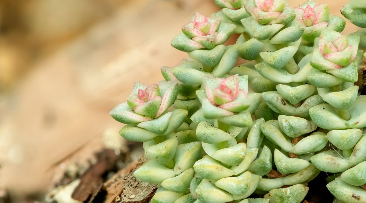 Close-up of a succulent plant against a blurred background. The plant has long stems with thick triangular pale green leaves with tiny pink freckles and bright pink edging on the newer leaves toward the tip.