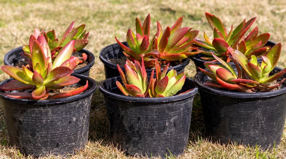 Close-up of six black plastic pots of succulents in a garden. The plant has flat and fleshy leaves, slightly pointed at the tips. The leaves are bright green at the base and bright red towards the tips.