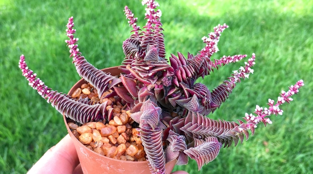 Close-up of potted succulent plant in a hand against the background of a green lawn. The plant has curving long stems of densely packed fleshy, triangular, purplish-red leaves that are slightly hairy. Clusters of tiny white round flowers grow at the tips of some of the stems.