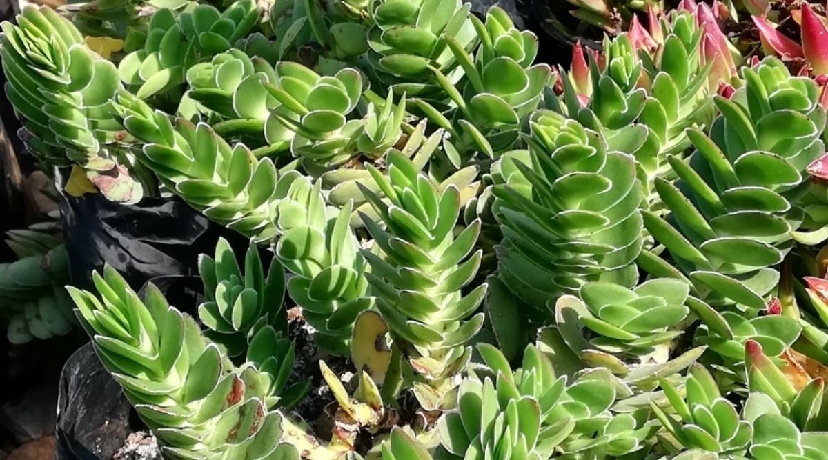 Close up of several succulent plants growing in containers in bright sunlight. The plants have round, flat green leaves growing in a loose overlapping formation along central stems.