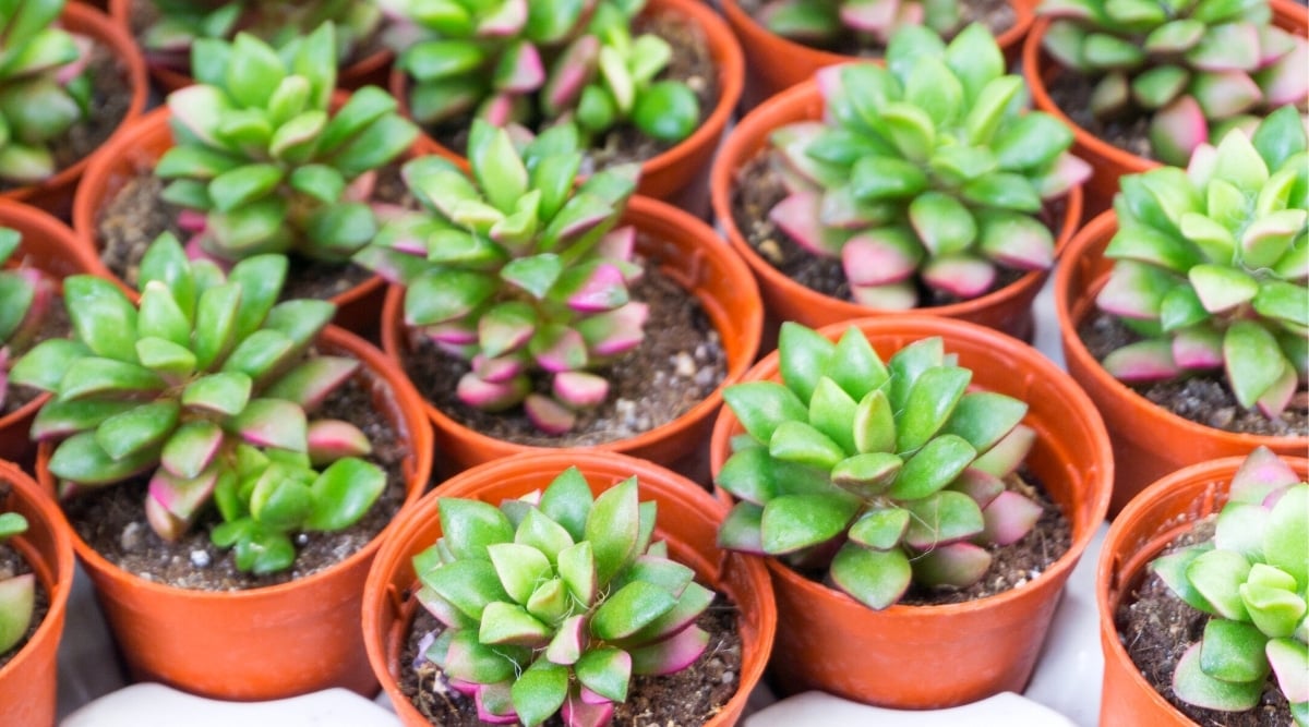 Close-up of many potted succulents.