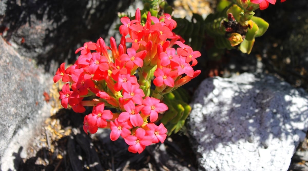 Close up of small, bright red tubular flowers growing from a bright green succulent plant with triangular-shaped leaves among large gray granite rocks on a bright and sunny day. The flowers have five petals that form the shape of a star.