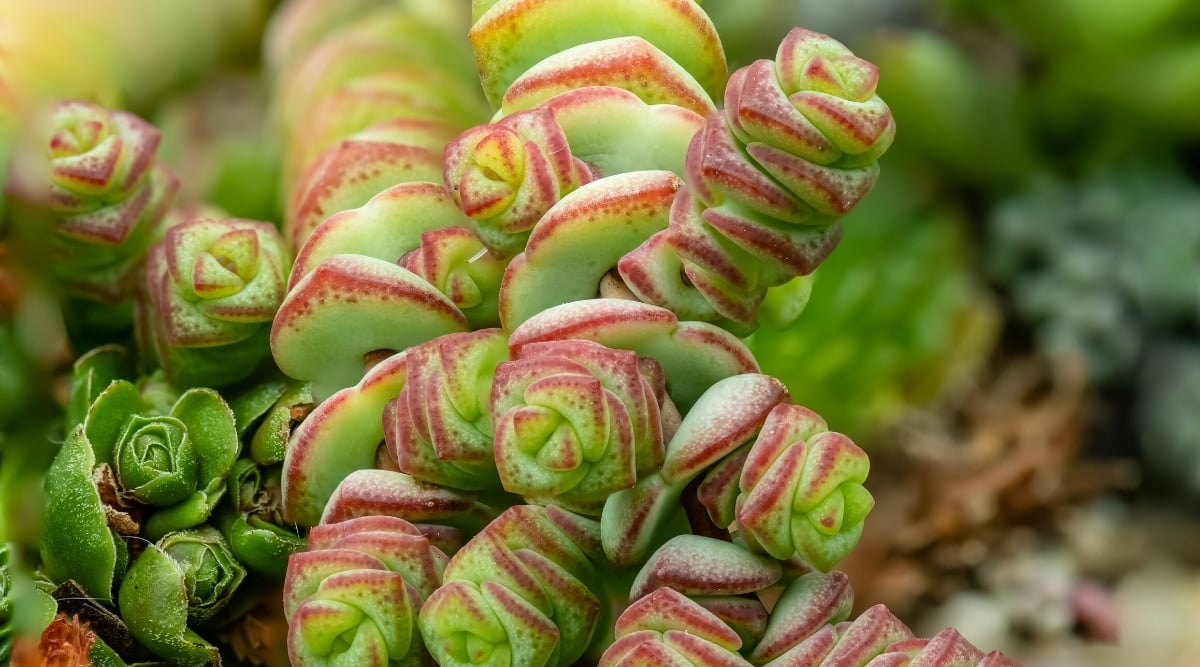 Crassula columella