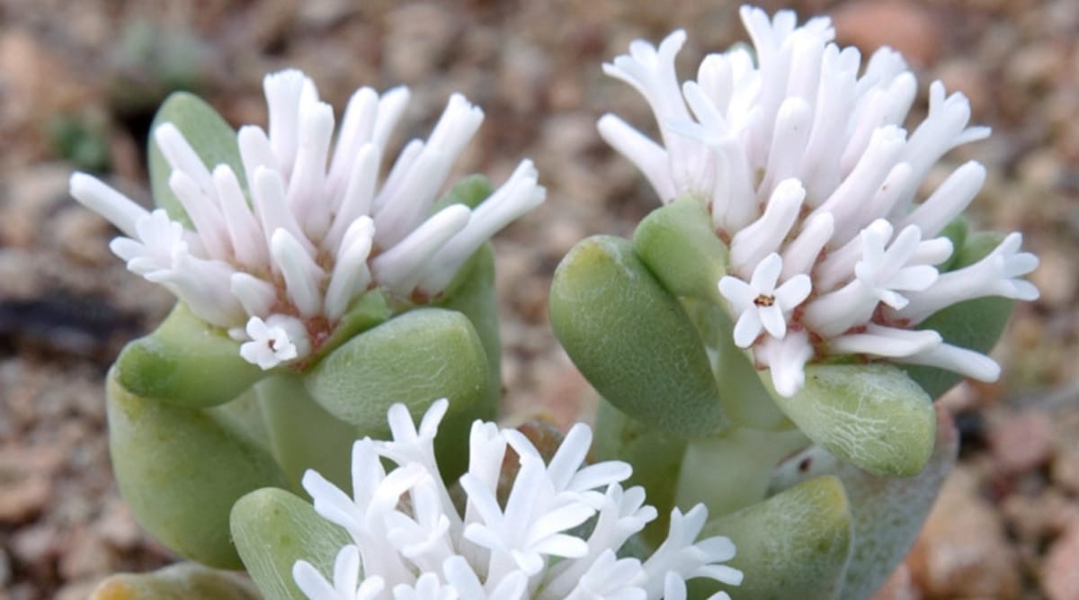 Close up of tiny white tubular flowers growing at the ends of succulent plants in a semi-sphere shape with thick, green leaves growing along central stems. There are two flower clusters and a third peeks out from the bottom of the image. The background is blurred brown gravel.