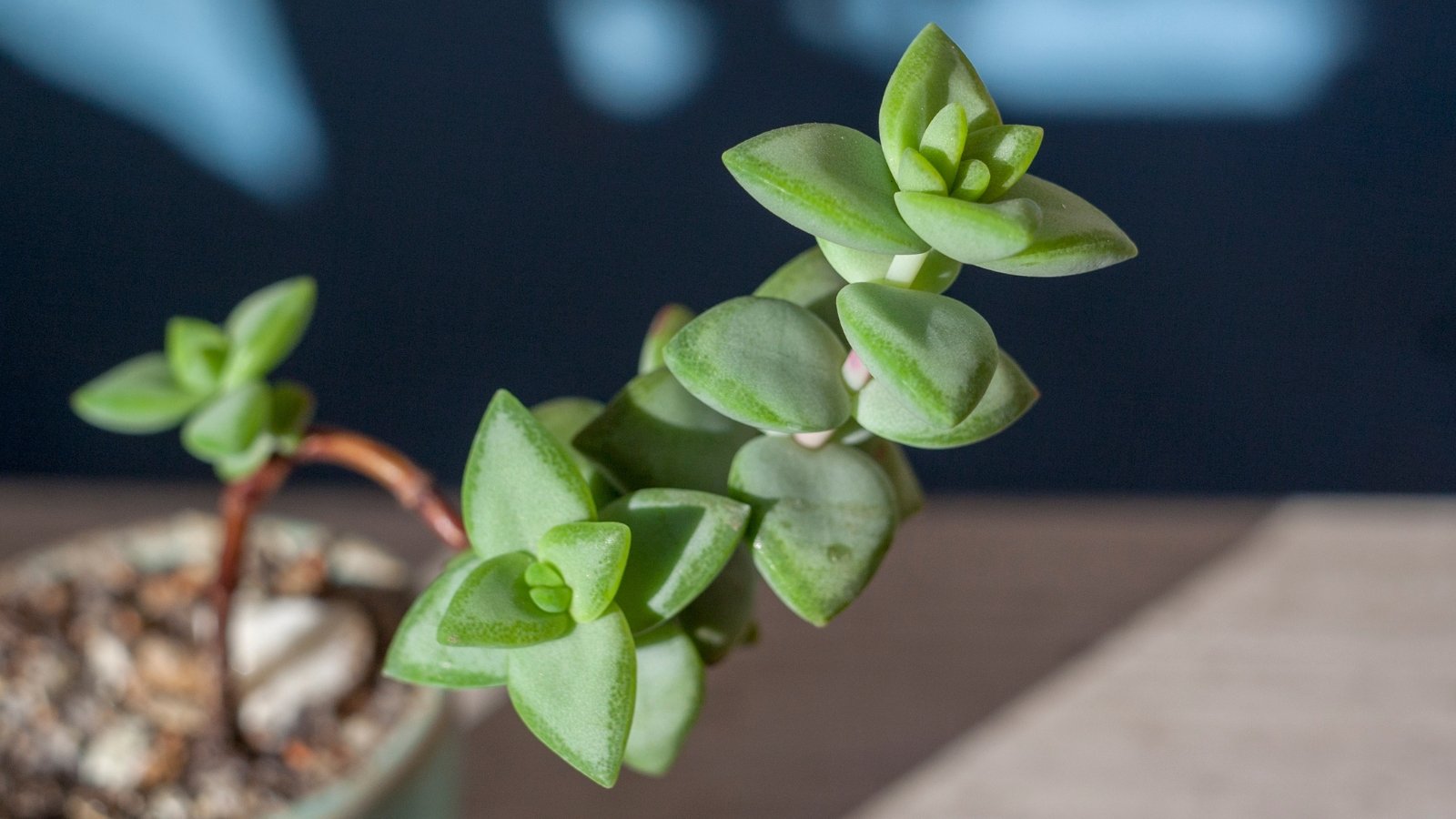 Long stem in a small planter with plump, triangle shaped leaves.