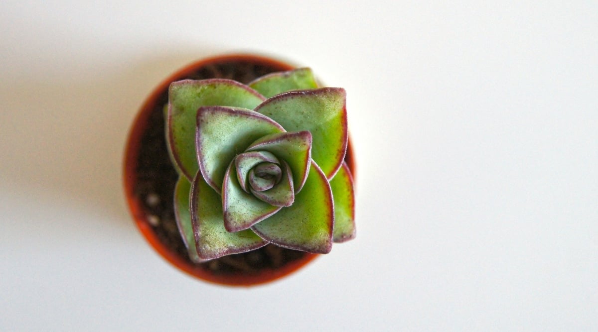 Close up overhead view of a single succulent plant with triangular-shaped leaves that point at the ends. The leaves are green with reddish-purple margins. The plant grows in a small round plastic container and rests on a white surface.