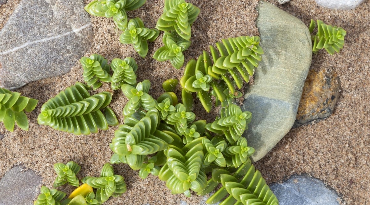 Crassula Corymbulosa