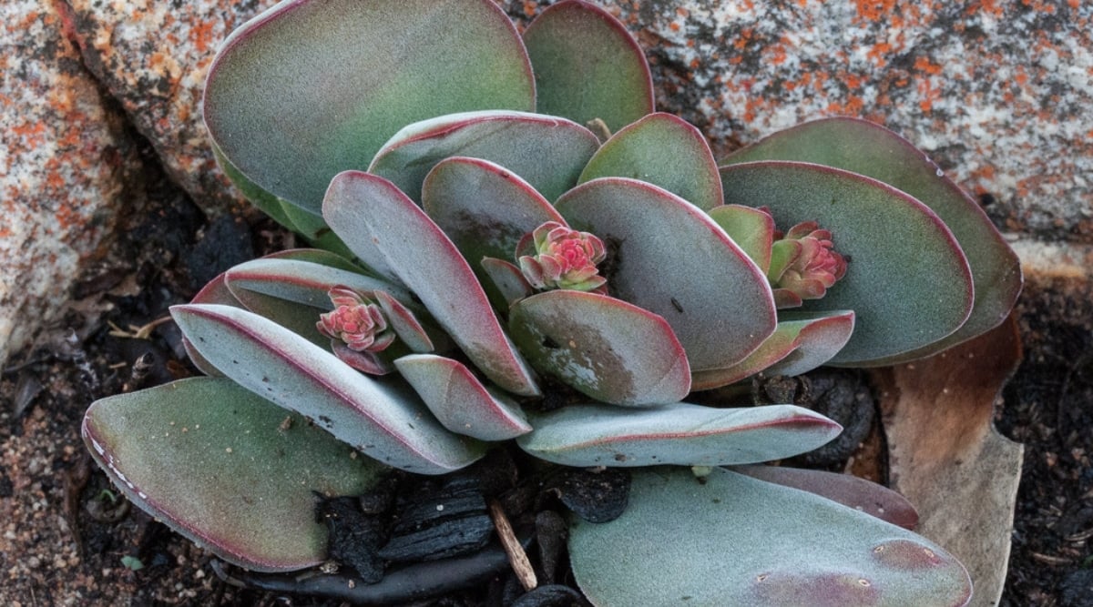 Overhead close up of a succulent plant that grows low to the ground, surrounded by granite that is gray, dark gray, and flecked with orange. The succulent has gray-green, rounded leaves with red margins. There are three red blossoms emerging from the plant.