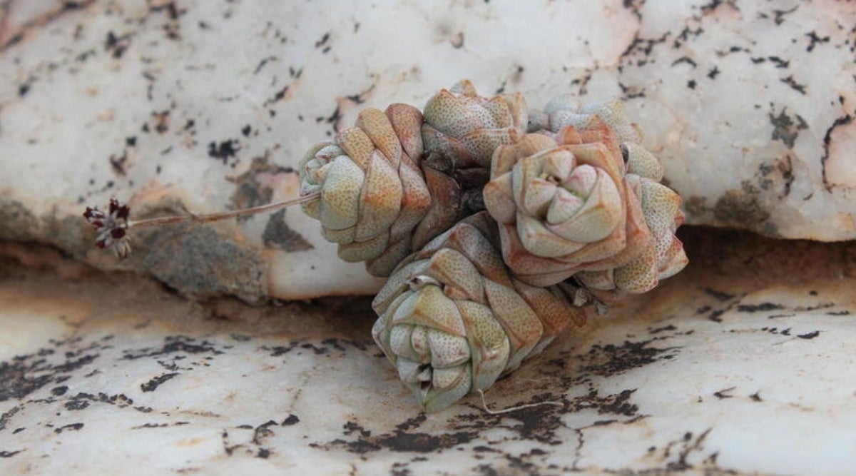 Close up view of small succulent plant growing between two quartz stones that are pinkish-white with black veining. The succulent has three stems in which thick, overlapping leaves form compact rosettes that grow vertically. The leaves are gray-green with reddish freckles and edges.