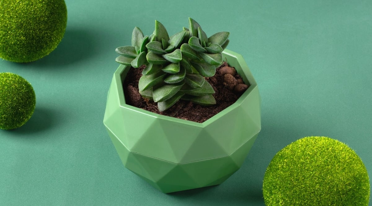 Close-up of a small succulent plant in a pale green ceramic pot against a green background.