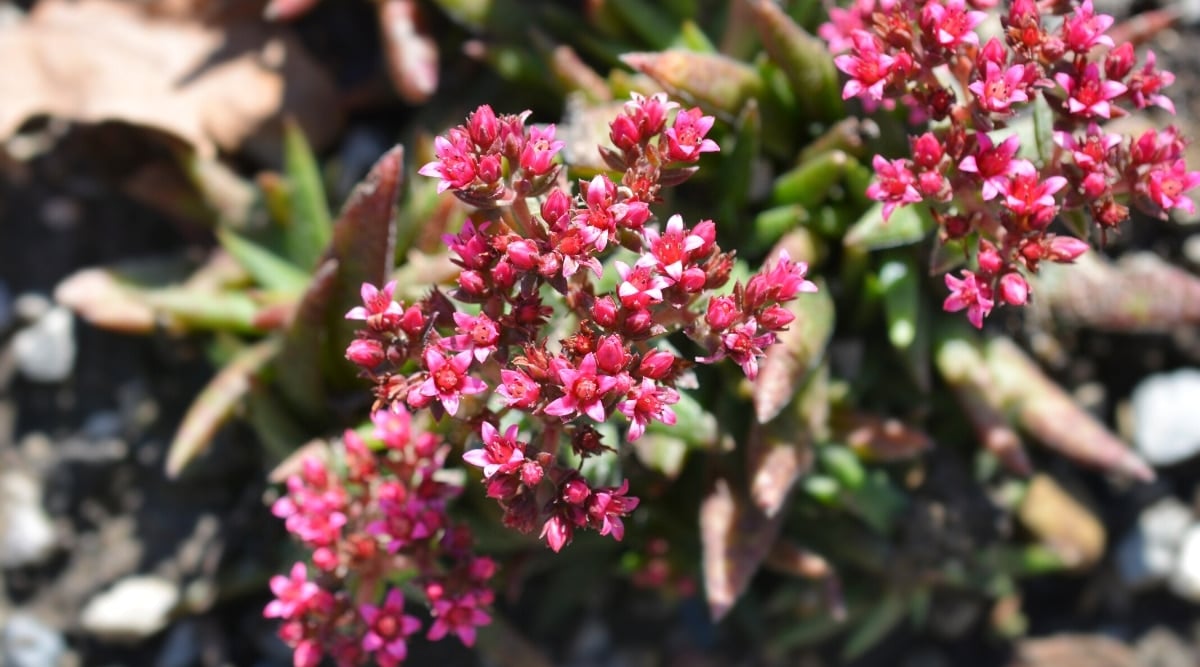 Top view, close-up of a flowering plant on a blurred background of leaves in a sunny garden. The plant has long, thick, pointed leaves that are green, fading to purple towards the tips. Beautiful loose clusters consist of many tiny pink 5-petal flowers.