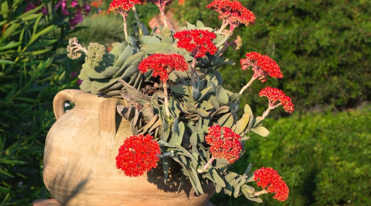 Close-up of a flowering plant in a large clay pot in a sunny garden. The plant has long, alternate, curved, pale silvery green leaves. Bright orange-red flowers bloom on long, pale green stems.