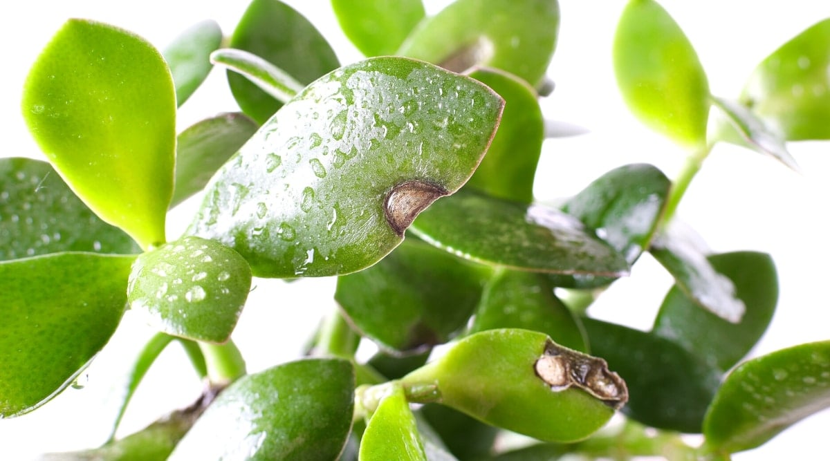 Close-up of diseased leaves of a crassula ovata, covered with water drops, on a white background. The leaves are shiny, smooth, juicy, fleshy, oval, growing in opposite pairs along thick stems. The leaves have black-gray spots and notches.