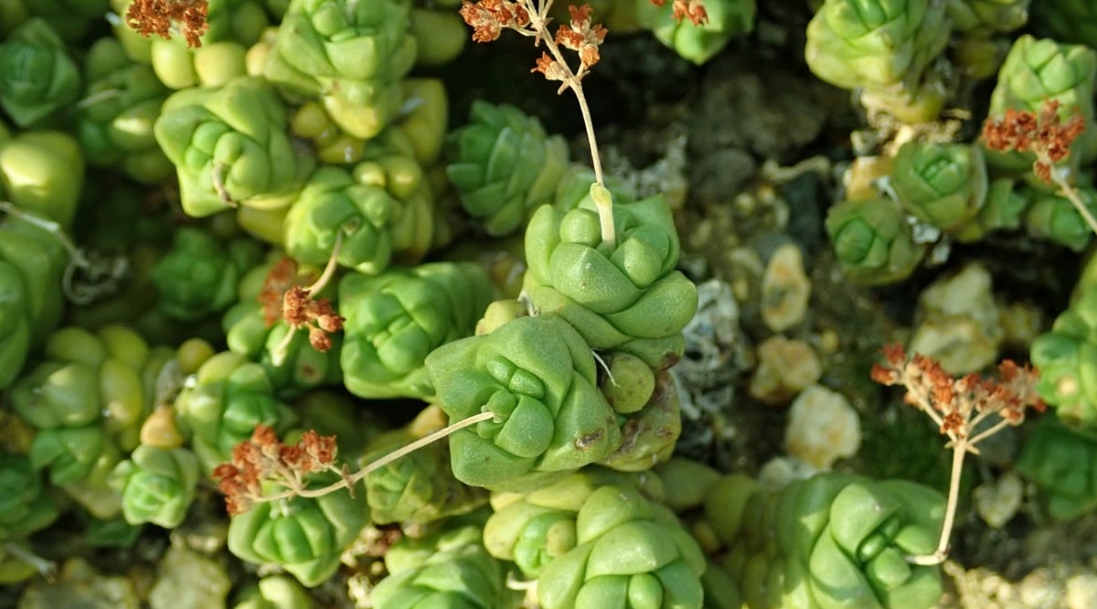 Close up overhead view of succulents  growing in late evening sunlight. The plants consist of soft, plump, fleshy, triangular bright green leaves that overlap as they grow compactly along the stem. Some of the columns of leaves have light yellow stems with clusters of tiny red flowers blooming.