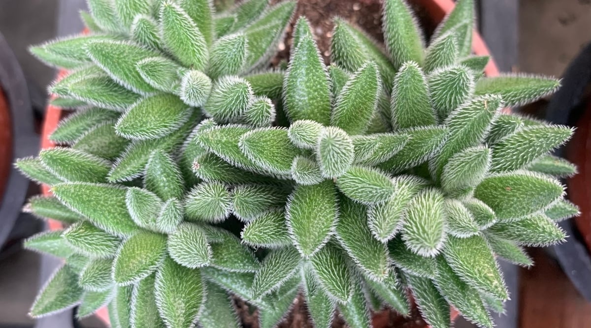 Close-up of a succulent plant in a round terra cotta pot that has many leaves that are thick, oblong, pointed at the ends, and a pale-green color that are covered with a dense layer of fine white hairs.