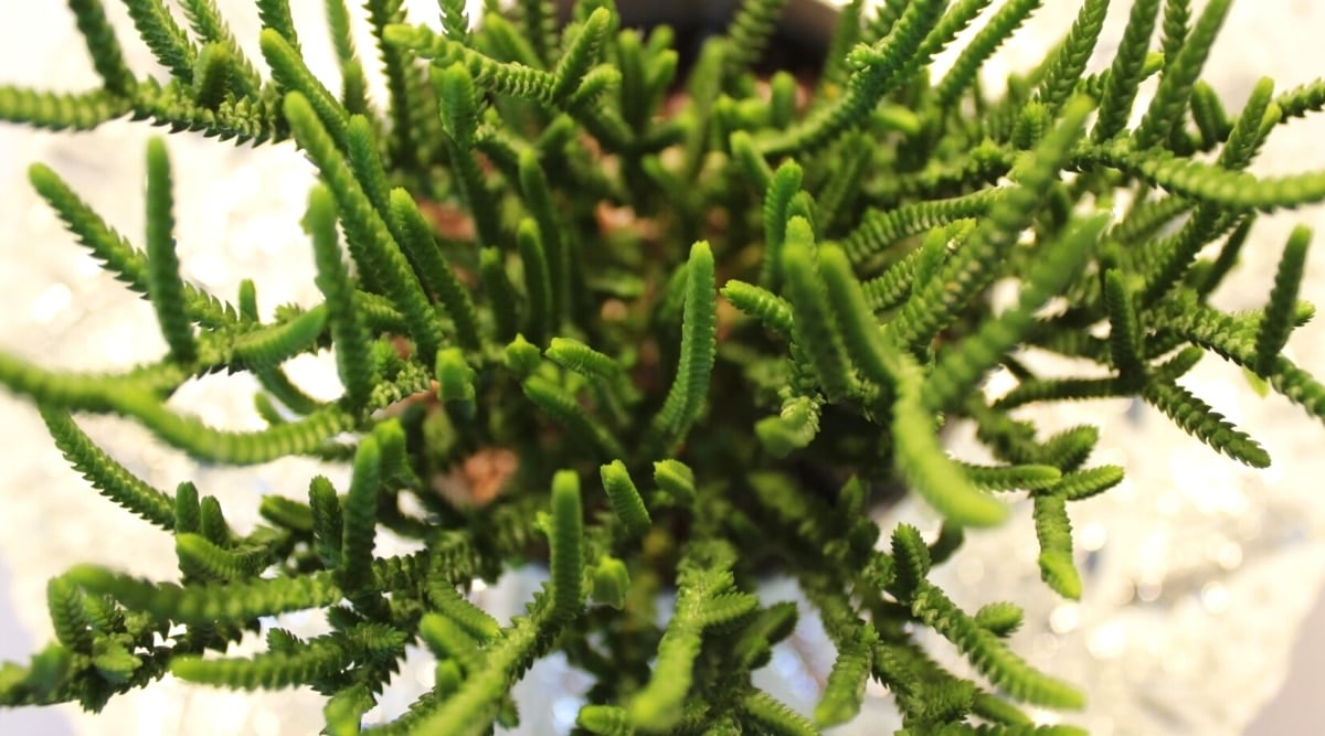 Top view, close-up of a potted plant on a blurred background. The succulent has tiny leaves densely packed along the stems, giving the appearance of a rough green chain.