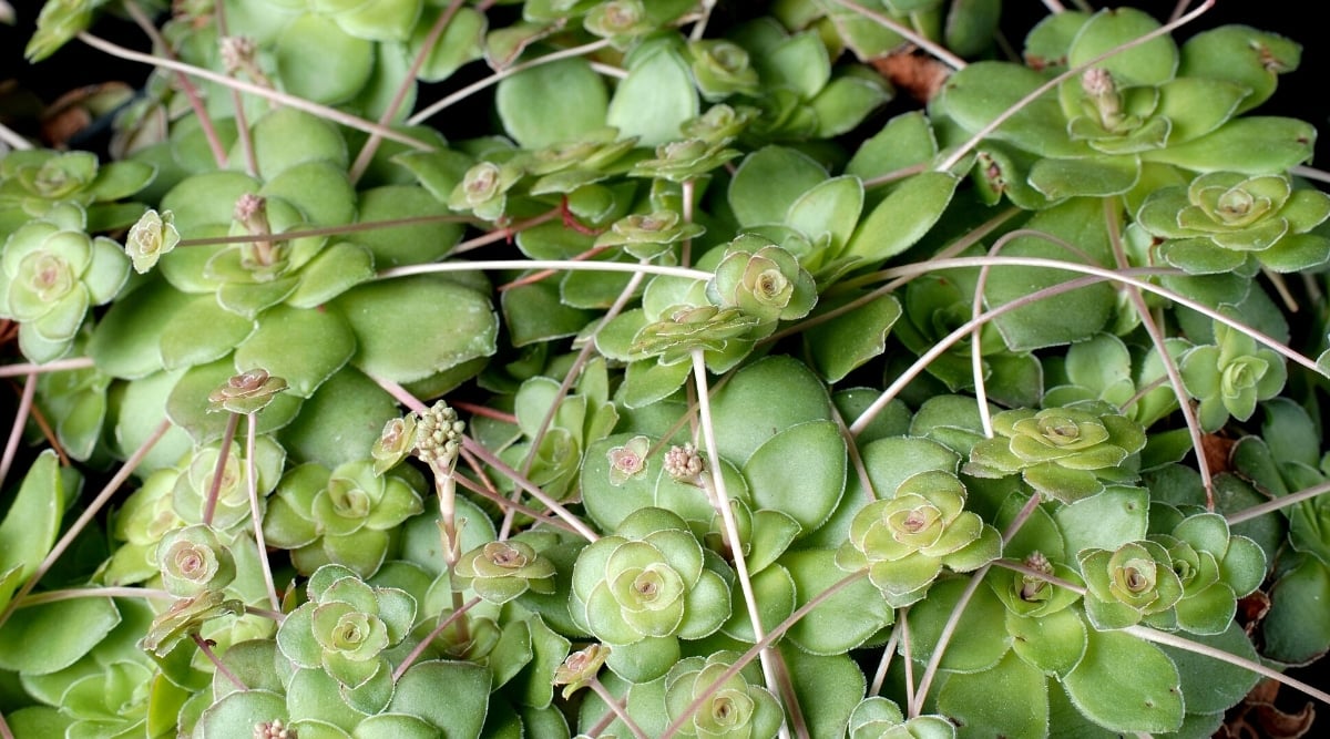 Close-up of a plant with dense, low rosettes of round, fleshy, slightly thickened, pale green leaves. The plant puts out many new stems with young plants, creating a dense ground cover.