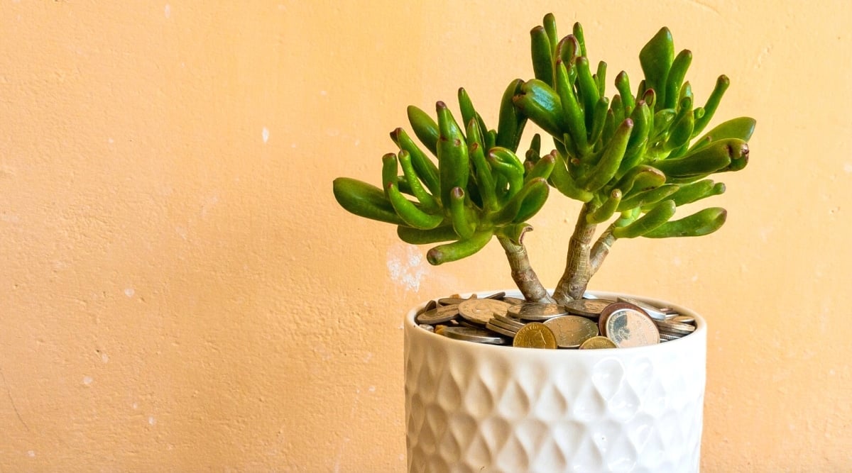 Close-up of plant in a white decorative ceramic pot whose soil is covered with coins. The plant has two strong stems covered with long, thick, fleshy, dark green, shiny, tubular leaves with pinkish tips. The background is a peach-colored textured wall.