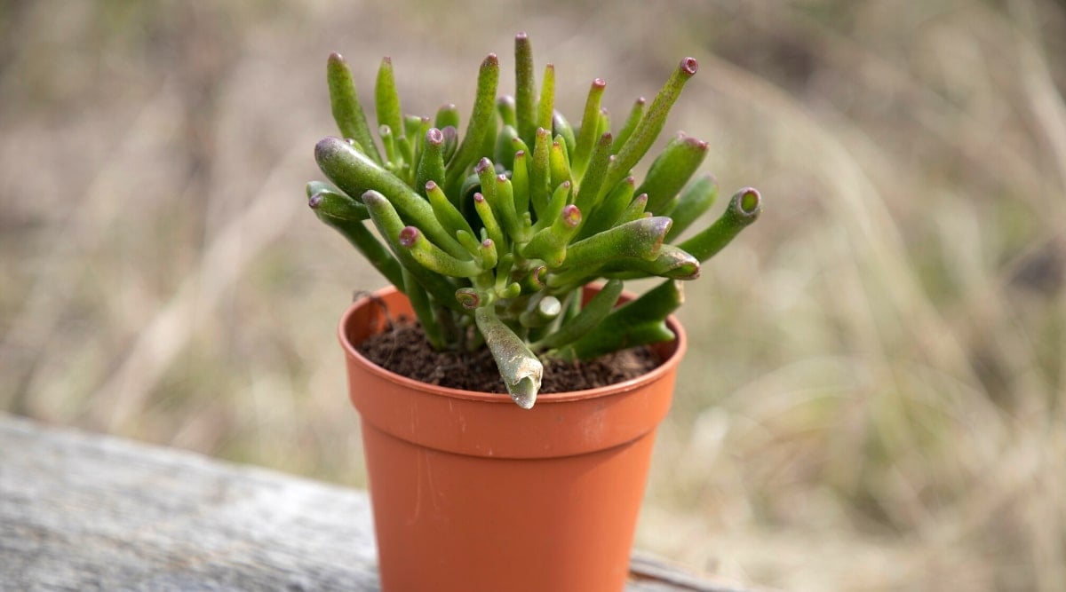 Close-up of a young succulent plant in a brown flowerpot against a blurred background. The plant has many fleshy, tubular, long, dark green leaves with pinkish tips.