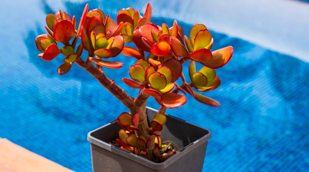 Close-up of plant against a blurred blue background. The plant is a small thick-stemmed tree with deciduous branches. The leaves are thick, fleshy, rounded, flat, with smooth edges. Leaf colors range from green to yellow to slightly orange, reminiscent of sunset colors.