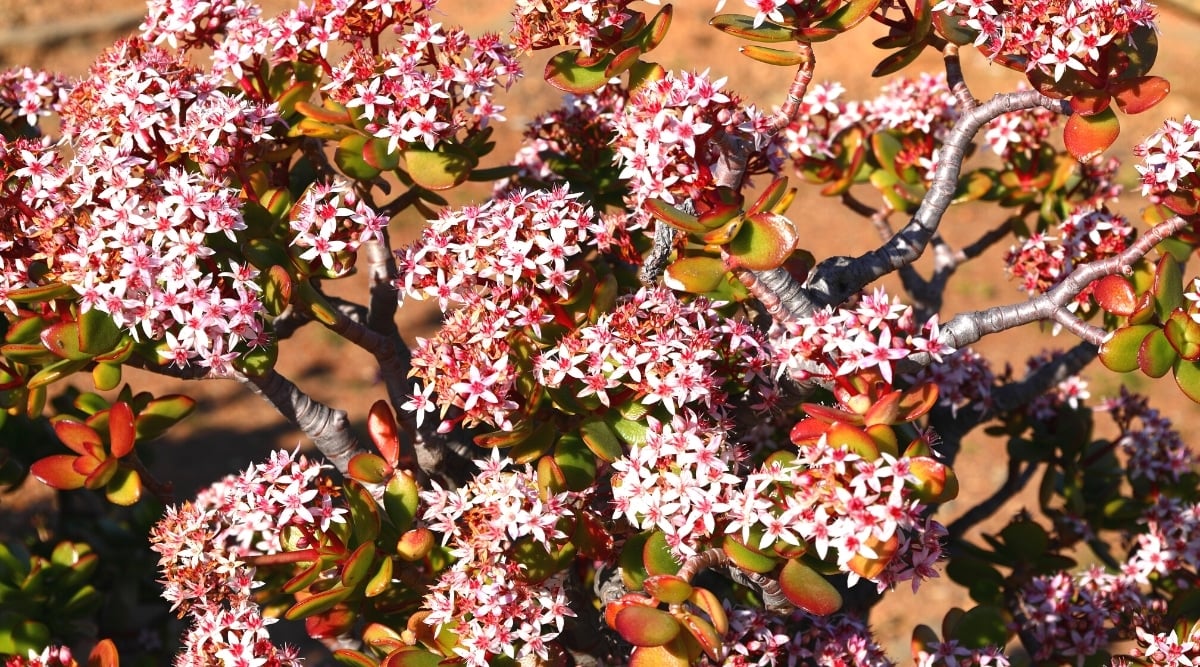 Close-up of a flowering plant against a blurred background. The plant has thick branching trunks, on the branches of which thick, rounded, flat, fleshy leaves grow. Leaves are bright green fading to yellow and red towards the tips. Dense, profusely flowering clusters of tiny star-shaped soft pink flowers with deep pink centers bloom above the leaves.