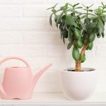 crassula-ovata-plant-in-ceramic-white-pot-with-pink-plastic-watering-can-next-to-it