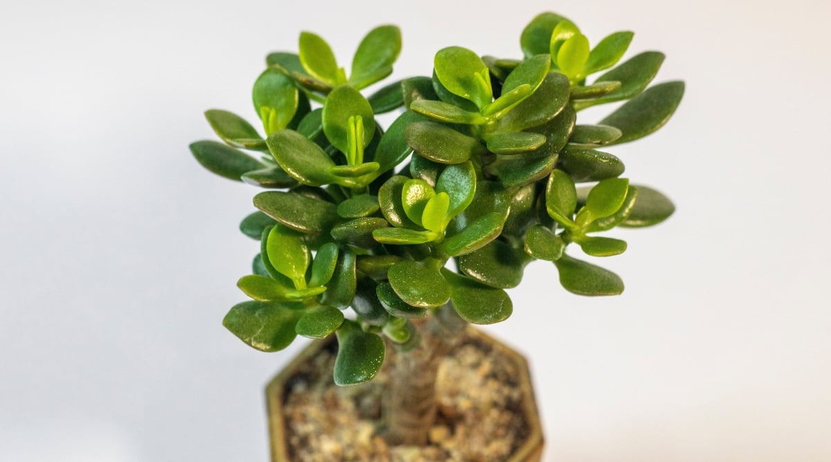 Close-up of a succulent in a flower pot against a wooden surface. The plant has erect stems covered with oval, smooth, fleshy, shiny, dark green leaves.