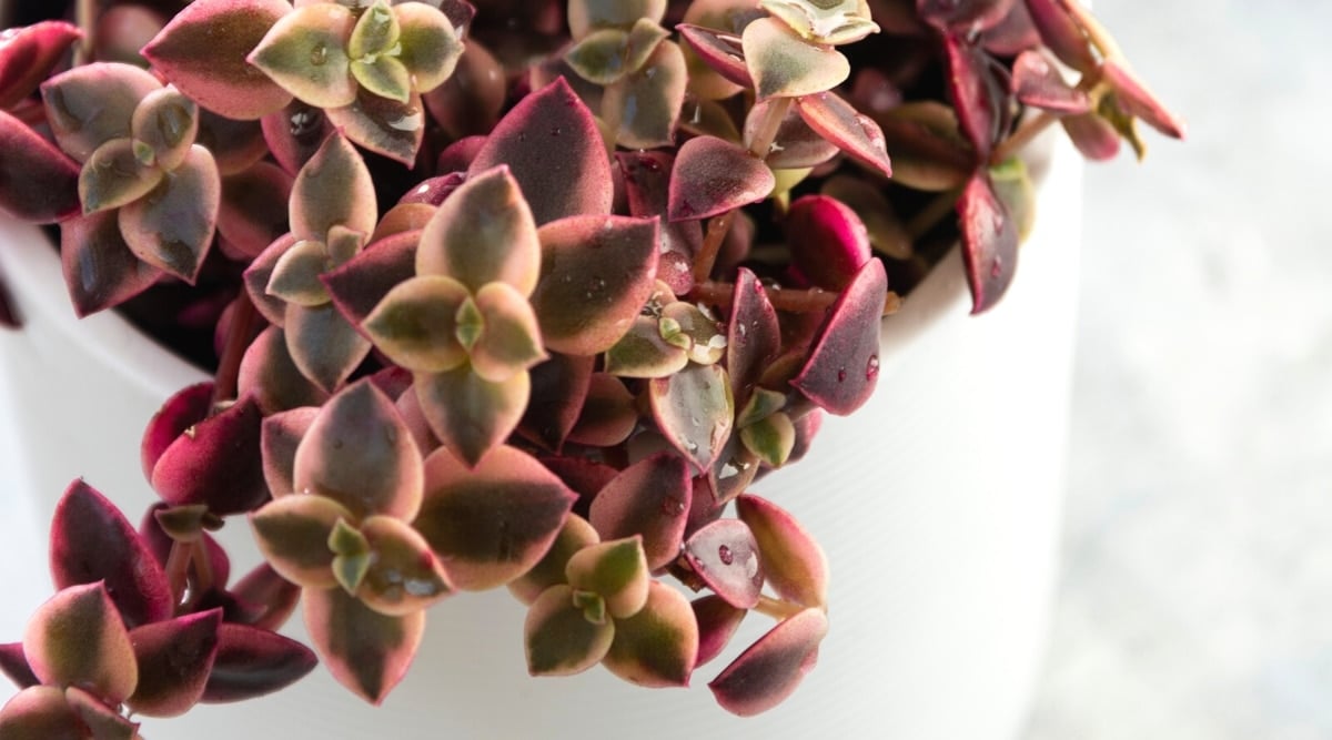 Close-up of a succulent plant in a white ceramic pot against a blurred background. The plant has small, oval, fleshy, variegated leaves with pointed tips. The leaves are green and white with bright pink edges.