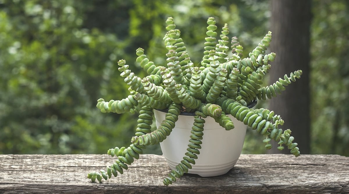 Close-up of a String of Buttons plant in a large white pot on a wooden surface against a blurry dark green garden background. The plant has erect stems dotted with alternating pairs of pointed, almost triangular leaves. The leaves are thick, fleshy, triangular, and bright green in color with pinkish edging.