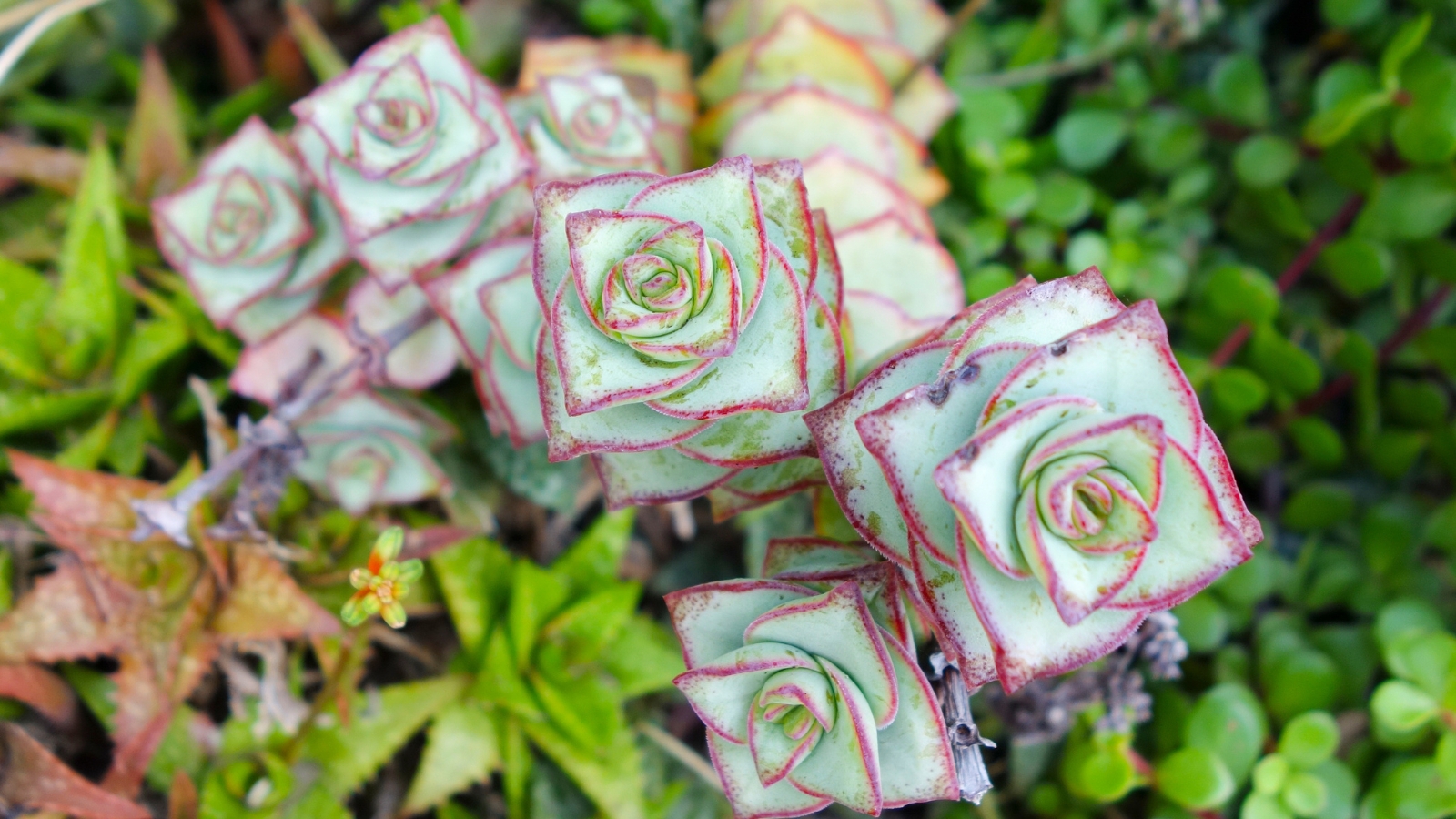 Top view and close up of several stems with stacked, plump, pointed leaves that fade from light green to red around the edges.