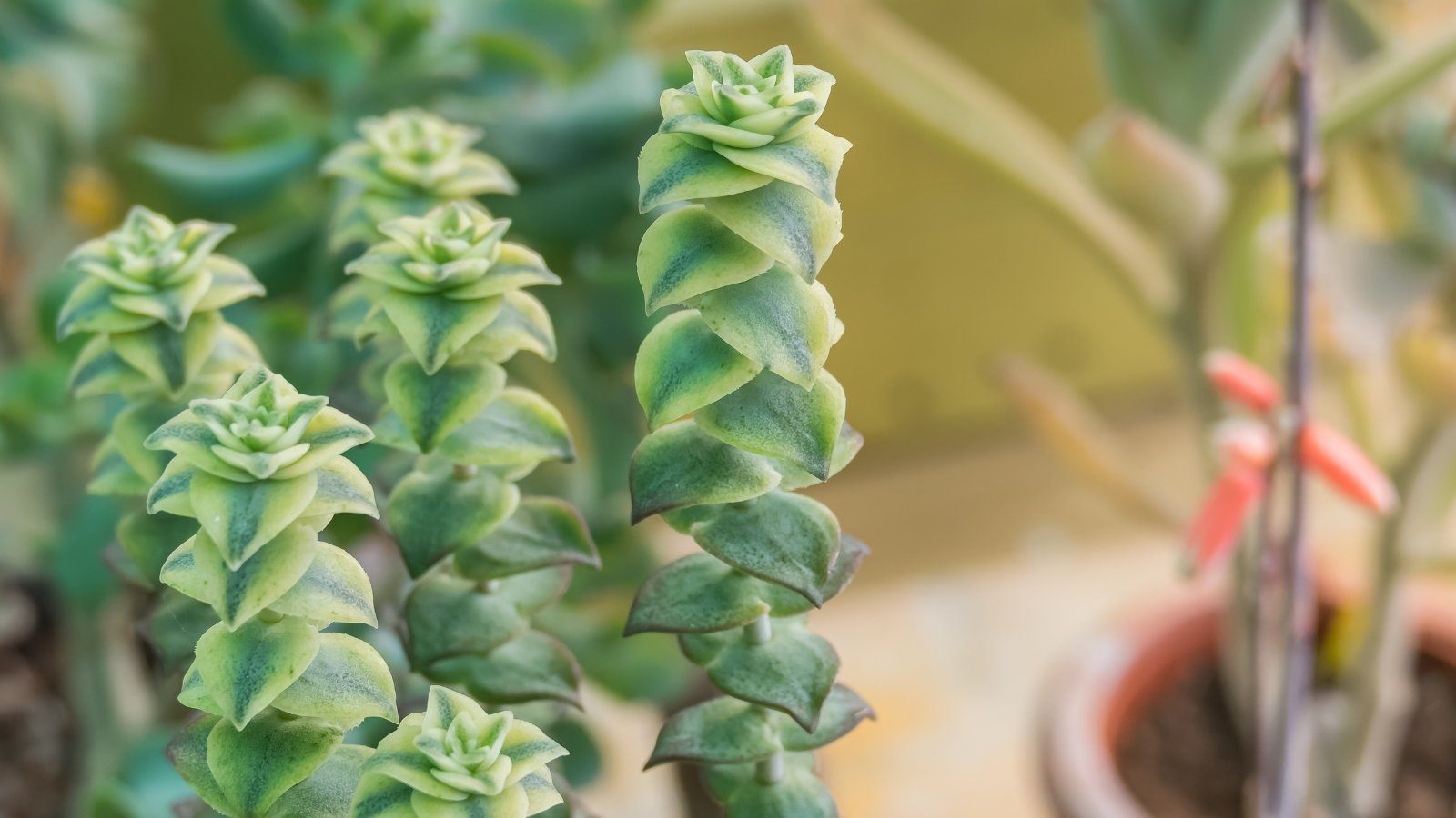 Close up of string of buttons with striped leaves