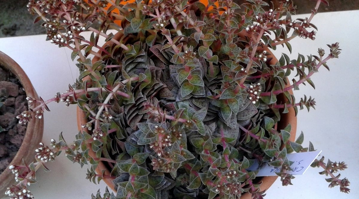 Overhead view of a plant growing in a round terra cotta pot on a white surface. The plant has many long pinkish-red stems that have several triangular-shaped dark green leaves with red freckles on them. At the end of some of the stems, there are small clusters of tiny budding white flowers.